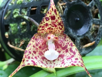 В «Аптекарском огороде» расцвела редкая орхидея Дракула Летучая мышь