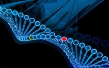 Ученые обнаружили два гена, влияющих на развитие атеросклероза