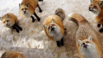 В Японии деревню заполонили лисицы (фото)