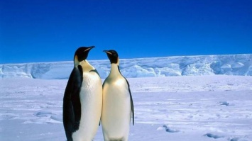 В Антарктике создали гигантскую природоохранную зону