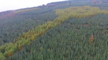 В Ирландии лесник высадил уникальный лес (видео)