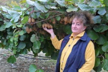 «Массандра» возрождает эксперимент по выращиванию экзотических фруктов (ФОТО)