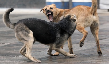 В пригороде Киева на людей нападает "собачья банда"