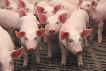 В Запорожском регионе нет чумы свиней