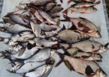 Рыбак с Черниговщины заплатит штраф и более 8 тысяч убытков