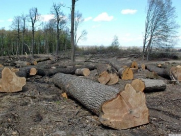 Г.Москаль раскритиковал представленную на Кабмине интерактивную карту вырубки лесов в Закарпатской области