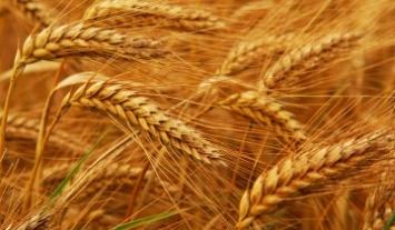 Кировоградщина собрала почти 3,5 млн. тонн зерновых культур