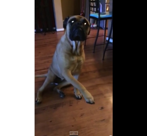 Собака-ябеда – одно из самых популярных видео на YouToube (видео)