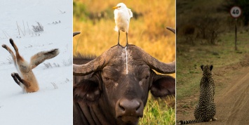 Эксперты выбрали самые смешные фотографии дикой природы