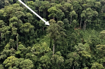 Найдено самое высокое на Земле тропическое дерево