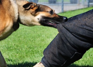 В Запорожской области хозяина собаки оштрафовали на полтинник