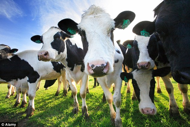 Сто тысяч китайских коров спасут РФ от молочного голода