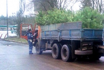 Сезон открыт: в Полтавской области задержали автомобиль, который перевозил хвойные деревья без документов