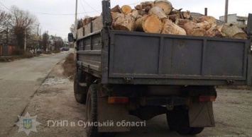 На Сумщине три грузовика незаконно перевозили древесину (+фото)