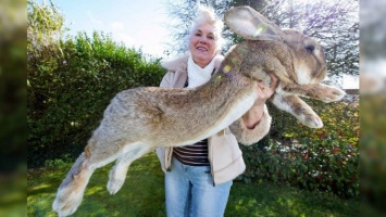 Аномально-крупные животные: гигантский кот и неподъемный кролик