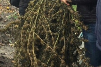 В Каменском у мужчины изъяли 10 кг конопли, выращенной в огороде
