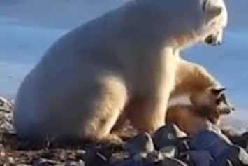Прекрасное зрелище: в Канаде запечатлели белого медведя, который гладит собаку. Видеофакт