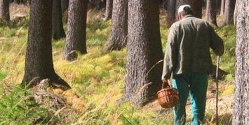В Запорожской области грибники нашли пропавшую женщину