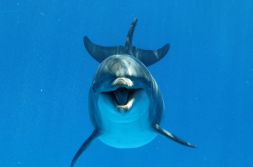 У китов и дельфинов обнаружилась способность контролировать удары сердца