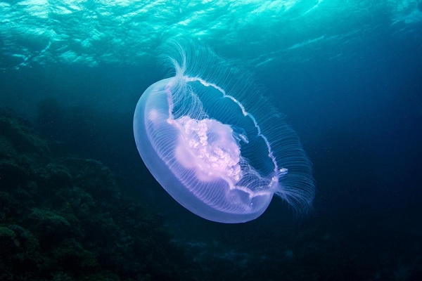 Житлели Владивостока не купаются в море из-за медуз и водорослей