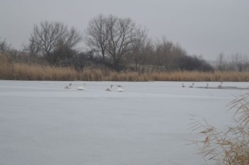 В Запорожской области лебеди застряли во льду (Фото)