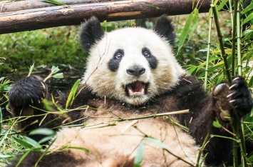 Родившиеся в США панды испытали культурный шок после возвращения в Китай