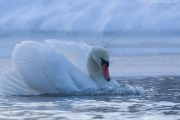 В Полтавской области пытаются спасти 17 лебедей от замерзания