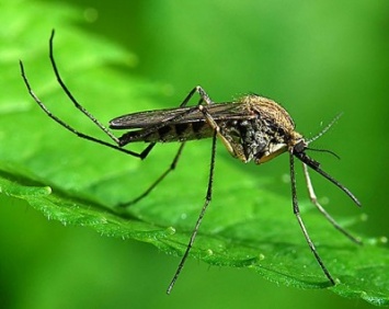 Комары, переносящие вирус Зика, способны быстро адаптироваться к новому климату