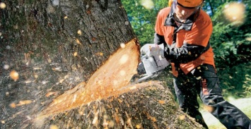 В Смоленске ограничат движение из-за сноса деревьев