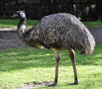В Германии в зоопарке от птичьего гриппа скончался страус эму