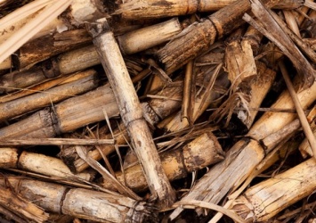 Ученые нашли новые способы использования отходов сахарного тростника