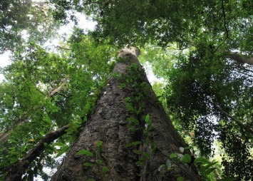 Ученые обнаружили самое высокое дерево Африки