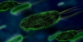 Ученые использовали хищную бактерию как живой антибиотик