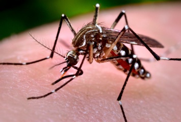 Комары, переносящие вирус Зика оказались весьма адаптивными