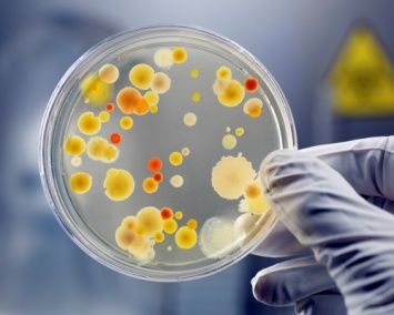 Ученые: Бактерии-хищники помогают в лечении