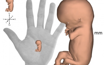 Ученые создали интерактивный 3D-атлас эмбрионального развития