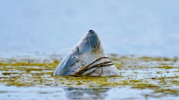 В Великобритании ученые с помощью GPS выяснили причину массового вымирания тюленей