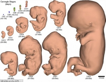 Ученые создали трехмерную модель жизненного цикла эмбриона