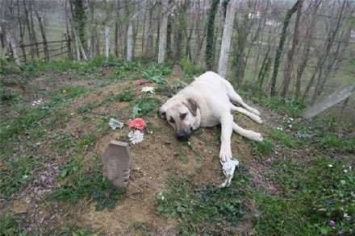 Когда сын пришел навестить могилу отца, он увидел там собаку. Какая трогательная сцена!