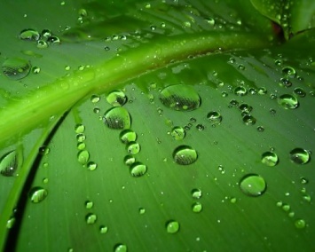 Ученые в несколько раз улучшили фотосинтез у растений