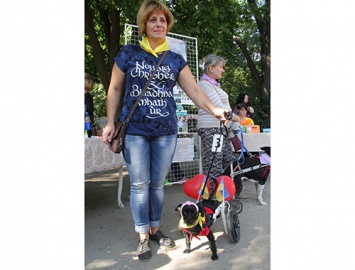 В Запорожской области для собаки-инвалида собрали деньги на коляску
