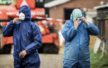 В Нидерландах зафиксировали вспышку птичьего гриппа, уничтожили почти 200 тыс. уток