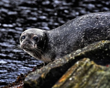 Технология GPS помогла выяснить причину смертности тюленей в Шотландии