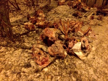 В центре Полтавы обнаружили головы животных (фото 18+)