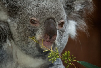 Переход на летнее время поможет сохранить популяцию коал в Австралии
