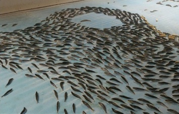 В Японии закрыли каток, создатели которого заморозили во льду пять тысяч рыб