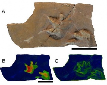 Ученые: Древние следы раскроют тайны войны динозавров и амфибий
