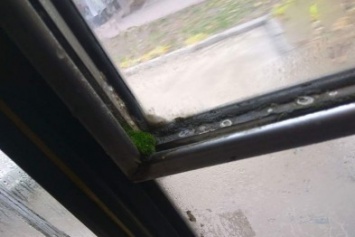 Одесситов шокировал мох на окне маршрутки