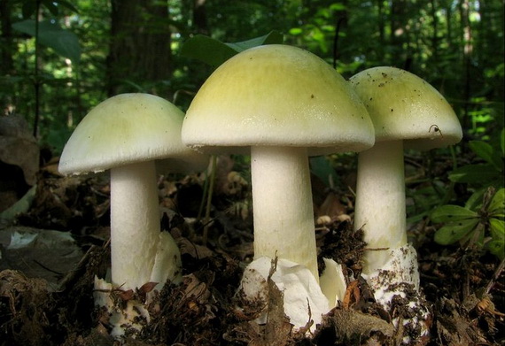 С начала года от отравления грибами умерло 5 человек