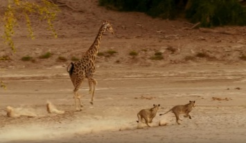 Львица пожалела, напав на жирафа (видео)